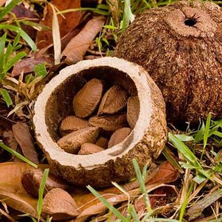 Hạt quả hạch Brazil thùng 10kg