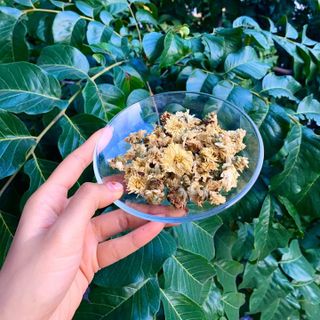 Trà hoa cúc trắng