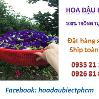 Trà hoa đậu biếc Blue Tea 50g nguyên chất