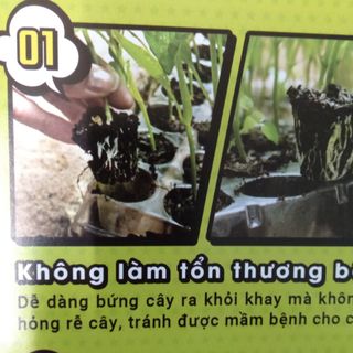 Khay gieo hạt 84 lỗ trong suốt hàng ToKai