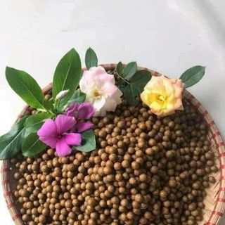 Viên Cà Gai Leo Mật Nhân
