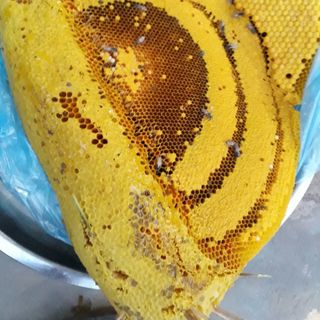 Mật ong Khoái rừng Tây Bắc