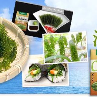 RONG NHO NHẬT BẢN GIÁ LẺ 99K/HỘP