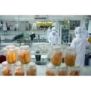 Đông trùng hạ thảo khô 1kg