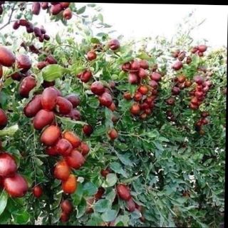 Táo đỏ Tân Cương