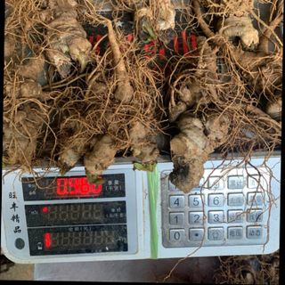 Tam thất tươi 1kg 8-10 củ