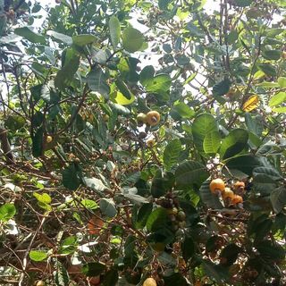 Hạt Điều Bình Phước Loại Ngon Béo Bùi