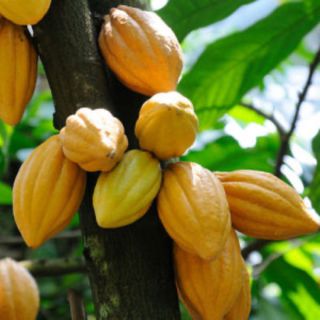 Ca Cao 100 Nguyên Chất Indonesia