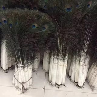 LÔNG CÔNG GIÁ SỈ