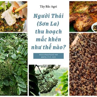 Mắc khén rừng sỉ số lượng lớn