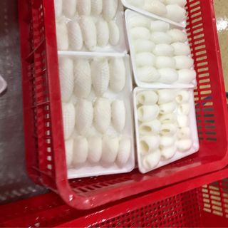 MỰC CẮT TRÁI THÔNG