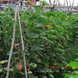 Lưới trồng cây leo giàn susu mướp bầu bí dưa lưới