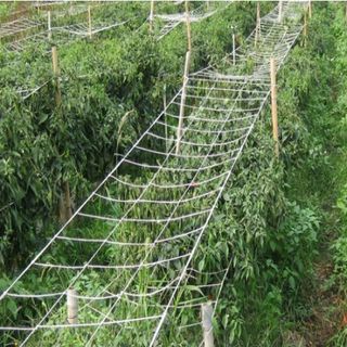 Lưới trồng cây leo giàn susu mướp bầu bí dưa lưới