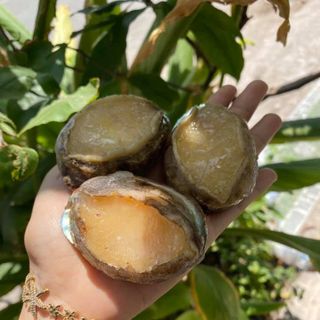 Bào Ngư Hàn Quốc - Hải Sản Cao Cấp sỉz 20-25c/kg