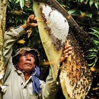 Mật ong rừng tràm Trà Sư