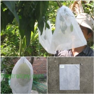 Bao trái xoài Hòa Lộc