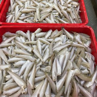 CÁ ĐỤC LÀM SẠCH ĐÔNG LẠNH