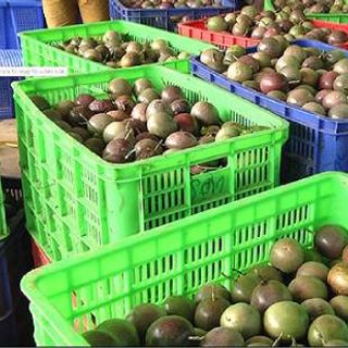 Rổ nhựa đựng trái cây hàng hóa các loại giá rẻ