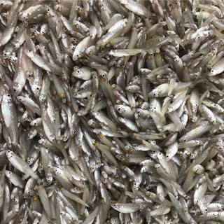 CÁ CƠM SÔNG ĐÔNG LẠNH