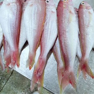 CÁ HƯỜNG ( ĐỔNG) LÀM SẠCH ĐÔNG LẠNH