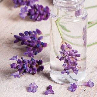 Tinh dầu quế lọ 5ml AP77
