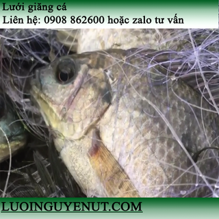 lưới giăng cá ba màn Nguyễn Út giá sỉ