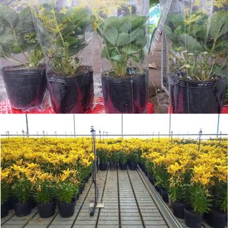 1.000 sỉ Chậu nhựa trồng cây C6 15x11x11 trồng cây và ươm cây gióng-77100
