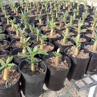 1.000 sỉ Chậu nhựa trồng cây C6 15x11x11 trồng cây và ươm cây gióng-77100