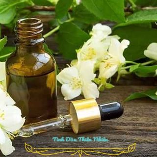 Tinh dầu VỎ BƯỞI Thiên Nhiên 10ML hỗ trợ khử mùi và đuổi muỗi, côn trùng giá sỉ