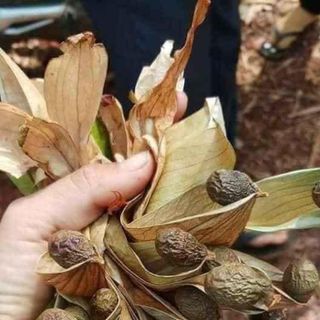 Hạt đười ươi