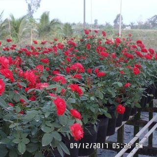 sỉ 800 Chậu nhựa trồng cây C9A 23x18x17 trồng cây ăn trái và hoa-77104