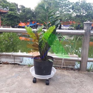 sỉ 800 Chậu nhựa trồng cây C9A 23x18x17 trồng cây ăn trái và hoa-77104