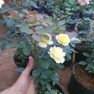 sỉ 800 Chậu nhựa trồng cây C9A 23x18x17 trồng cây ăn trái và hoa-77104