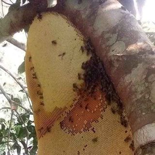 Mật ong rừng U Minh nguyên chất
