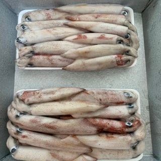 Mực Ống Tươi Quảng Nam