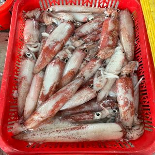 Mực Ống Tươi Quảng Nam