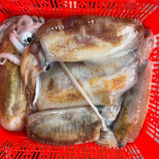Mực Lá Tươi Quảng Nam