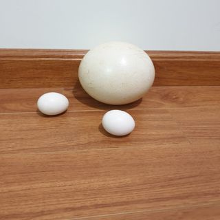 Trứng Đà Điểu