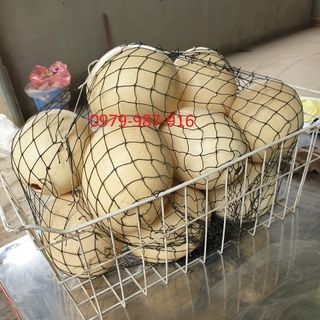 Trứng Đà Điểu