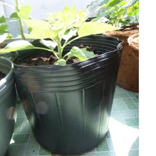 sỉ 2.500 cái Chậu nhựa ươm cây C5 10.5x11x7.5 nhựa pe dẻo bền -77202