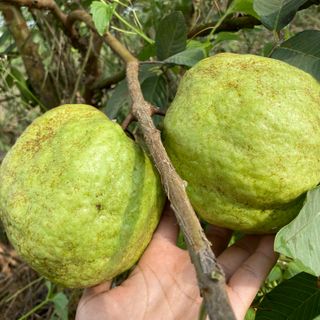 Ổi nữ hoàng giòn ngọt