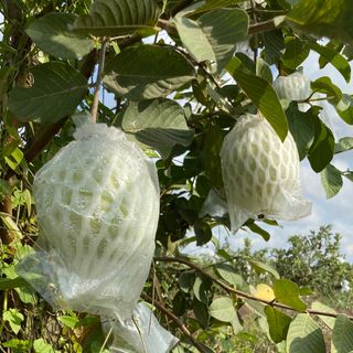 Ổi nữ hoàng giòn ngọt