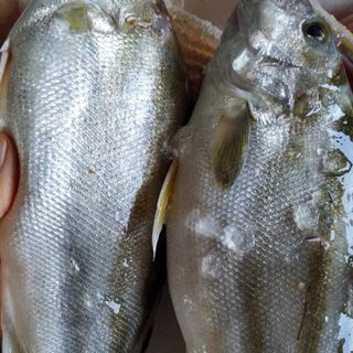 Cá Căn - Cá Ong 270k