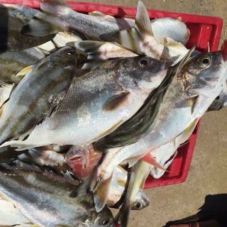 Cá Căn - Cá Ong 270k