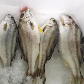 Cá Căn - Cá Ong 270k