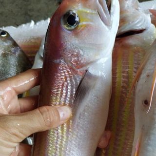 Cá quéo( cá nhiễu )