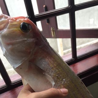Cá quéo( cá nhiễu )