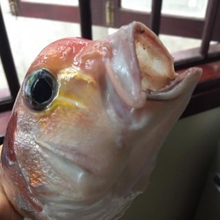 Cá quéo( cá nhiễu )