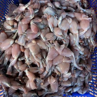 Đùi ếch đông lạnh