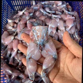 Đùi ếch đông lạnh
